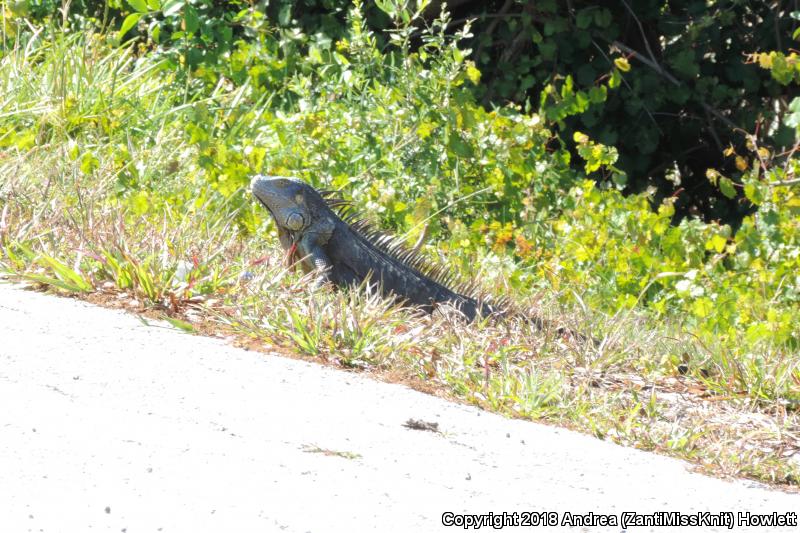 Green Iguana (Iguana iguana)