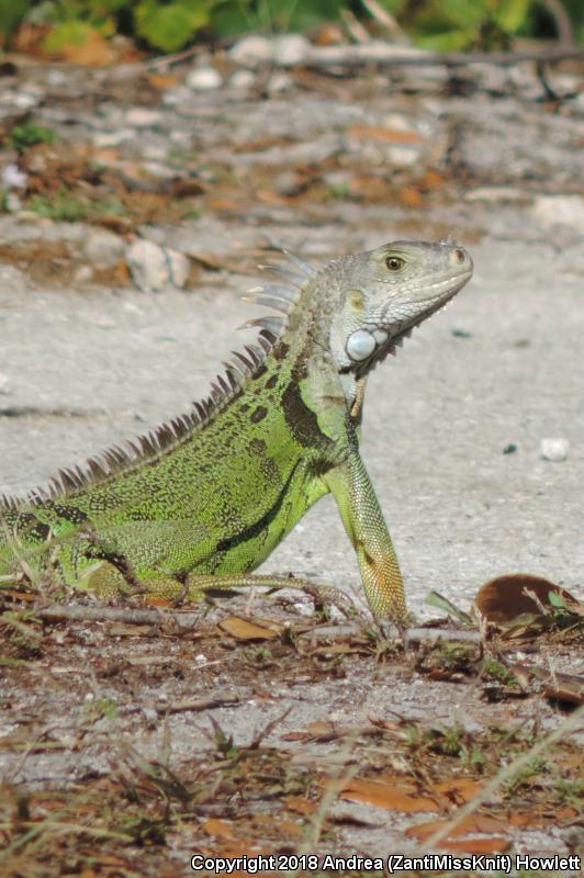 Green Iguana (Iguana iguana)