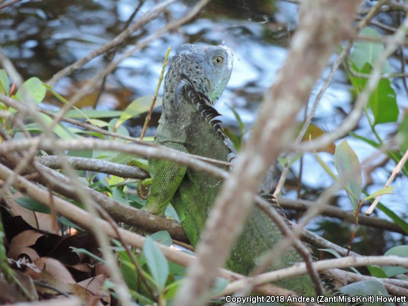 Green Iguana (Iguana iguana)