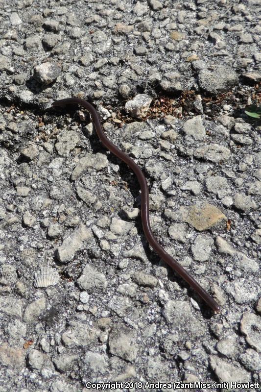 Brahminy Blindsnake (Ramphotyphlops braminus)