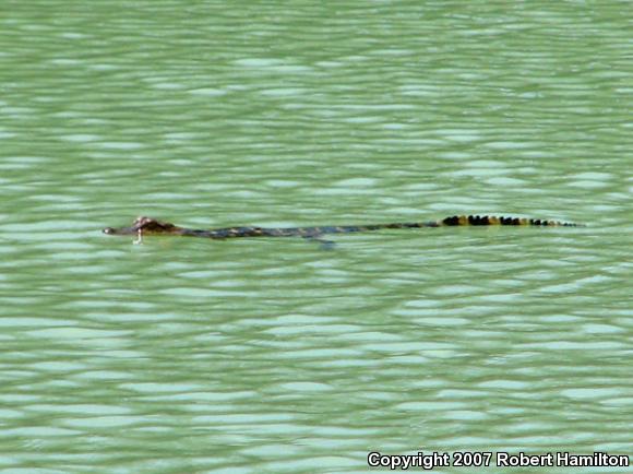 American Alligator (Alligator mississippiensis)