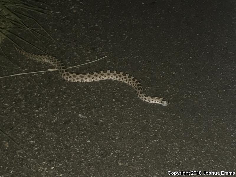 Desert Massasauga (Sistrurus catenatus edwardsii)