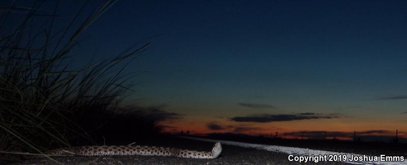 Desert Massasauga (Sistrurus catenatus edwardsii)