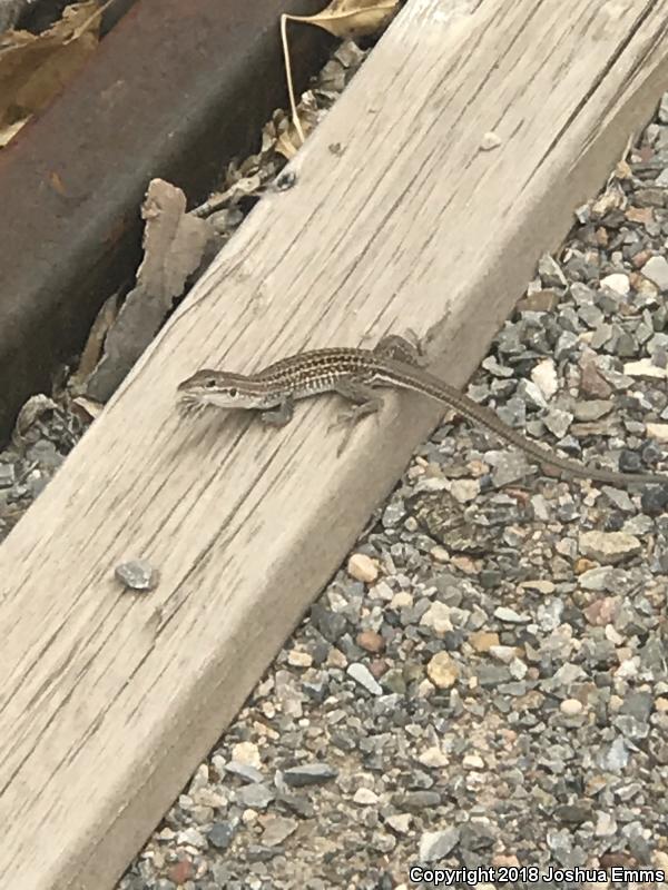 Chihuahuan Spotted Whiptail (Aspidoscelis exsanguis)