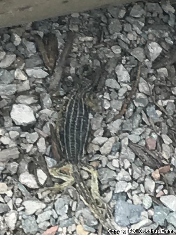 Chihuahuan Spotted Whiptail (Aspidoscelis exsanguis)