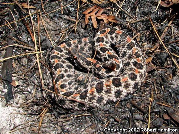 Dusky Pigmy Rattlesnake (Sistrurus miliarius barbouri)