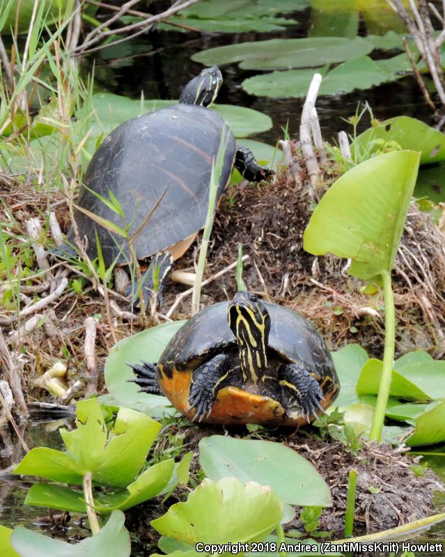 Florida Red-bellied Cooter (Pseudemys nelsoni)