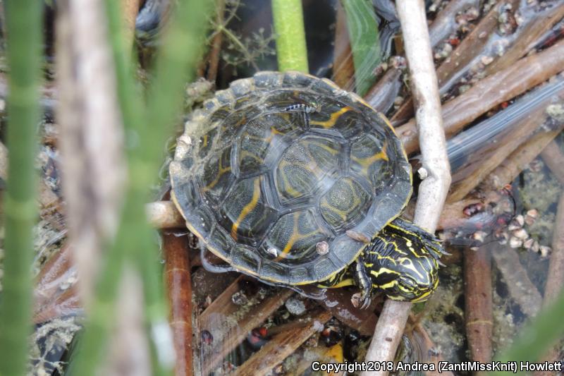 Florida Red-bellied Cooter (Pseudemys nelsoni)