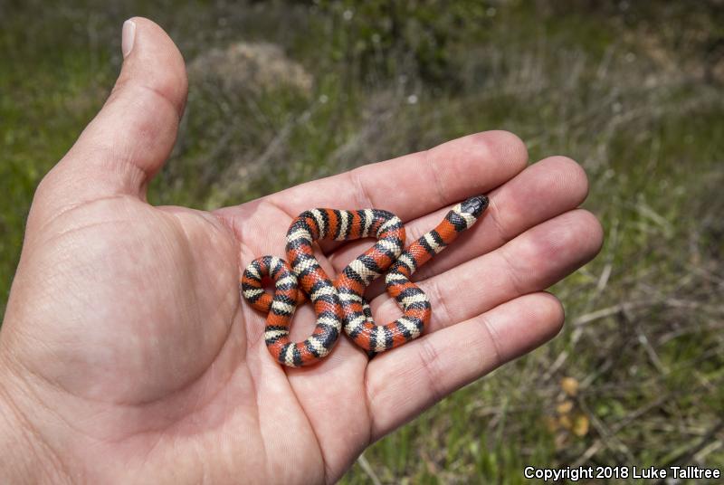 Coast Mountain Kingsnake (Lampropeltis zonata multifasciata)