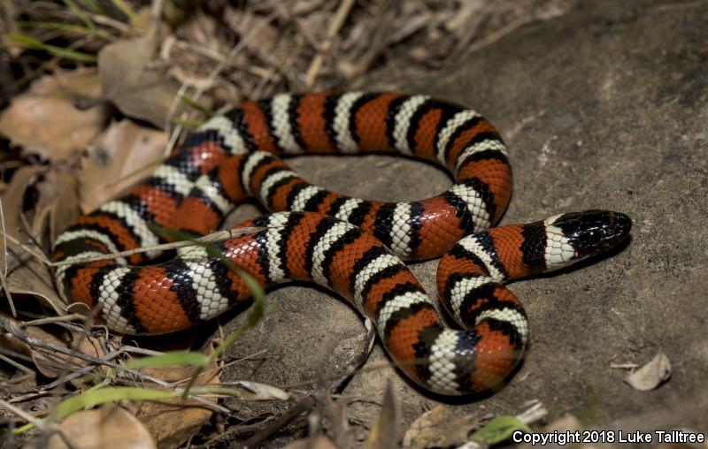 Coast Mountain Kingsnake (Lampropeltis zonata multifasciata)