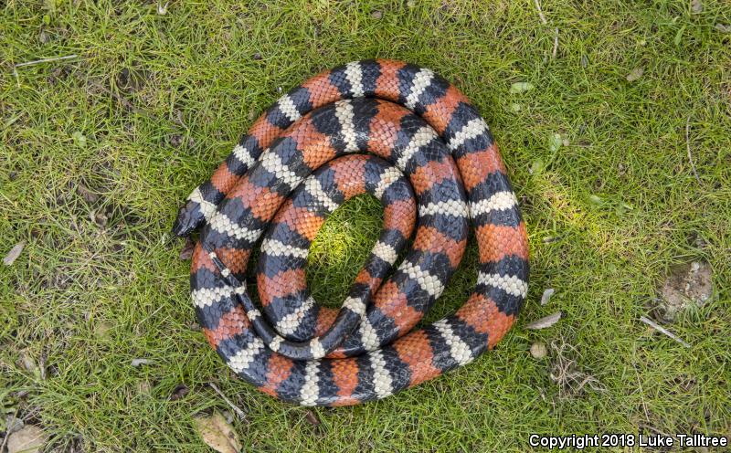 Coast Mountain Kingsnake (Lampropeltis zonata multifasciata)