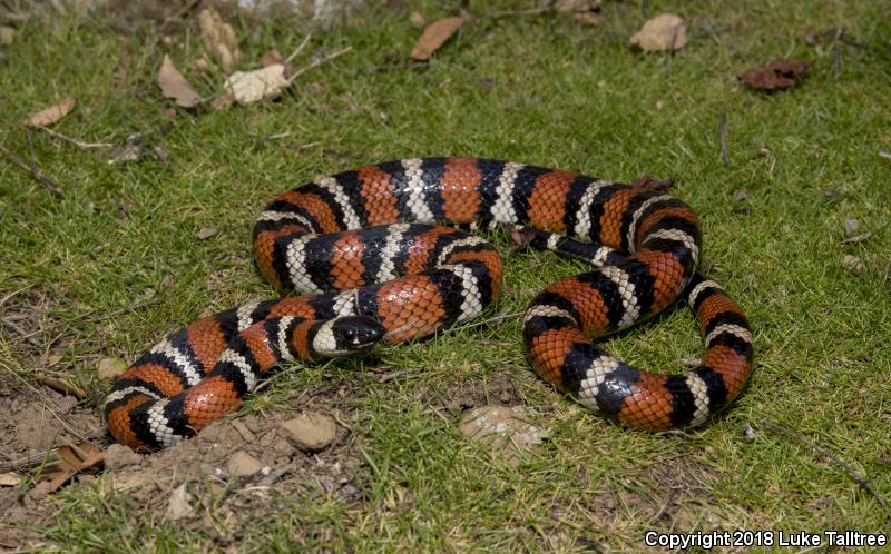 Coast Mountain Kingsnake (Lampropeltis zonata multifasciata)