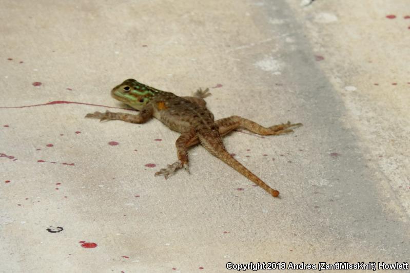 African Rainbow Lizard (Agama agama)