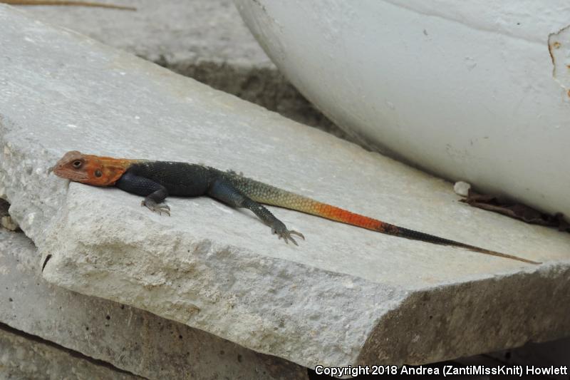 African Rainbow Lizard (Agama agama)