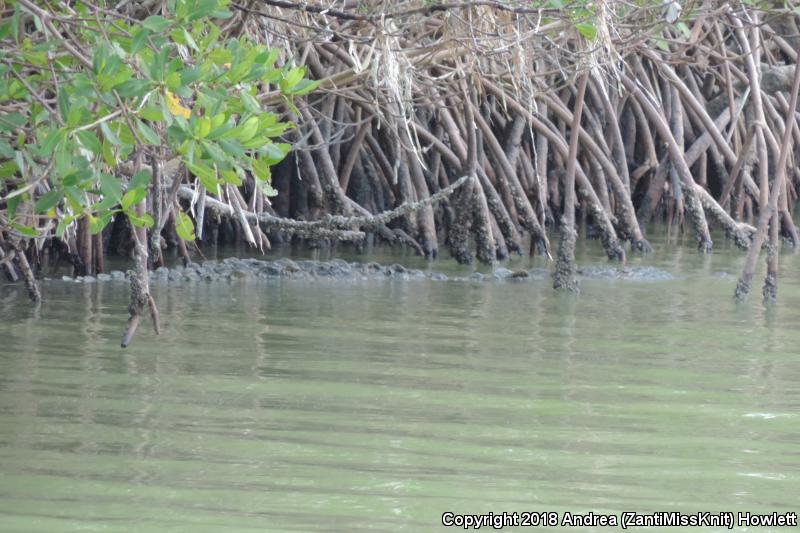 American Crocodile (Crocodylus acutus)