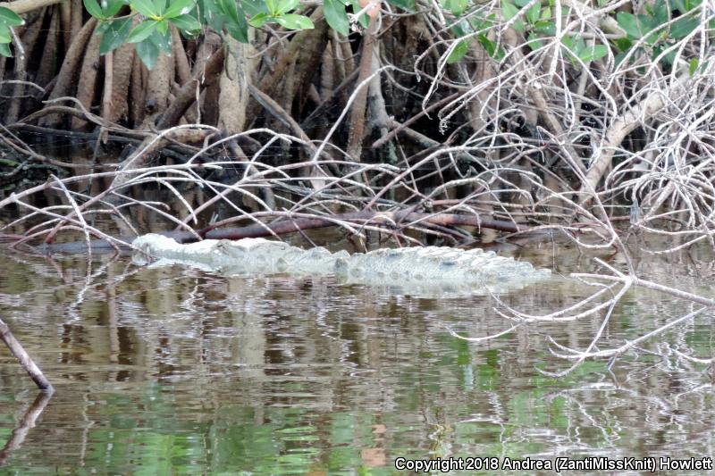 American Crocodile (Crocodylus acutus)