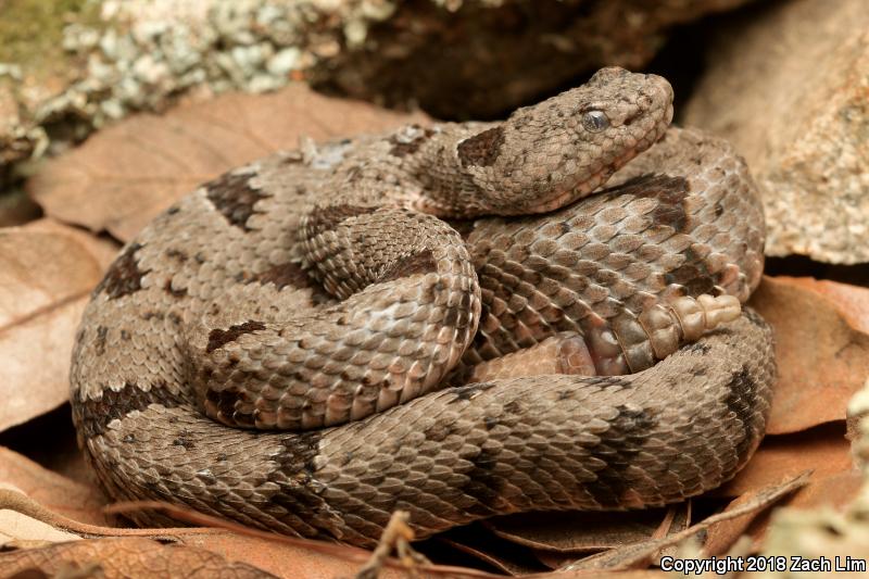 Banded Rock Rattlesnake (Crotalus lepidus klauberi)