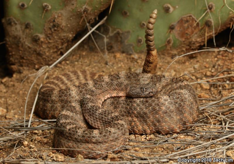 Tiger Rattlesnake (Crotalus tigris)