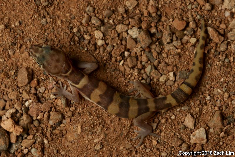 Tucson Banded Gecko (Coleonyx variegatus bogerti)