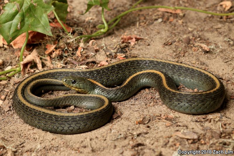 Santa Cruz Gartersnake (Thamnophis atratus atratus)