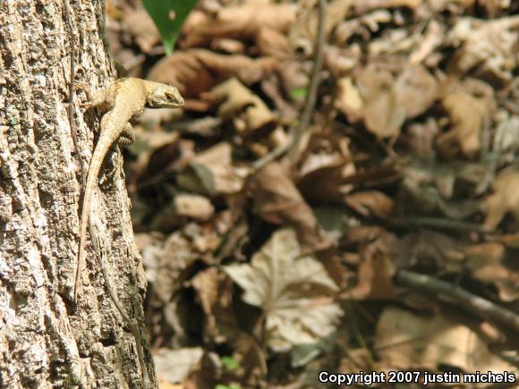 Eastern Fence Lizard (Sceloporus undulatus)