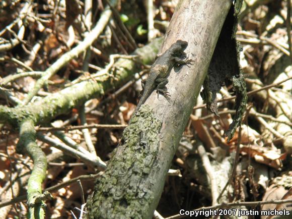 Eastern Fence Lizard (Sceloporus undulatus)