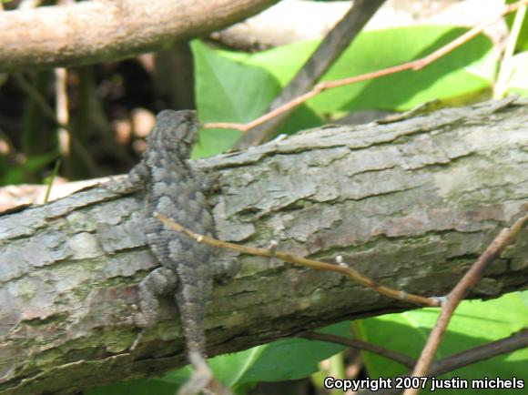 Eastern Fence Lizard (Sceloporus undulatus)