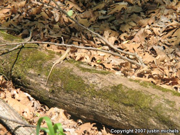 Eastern Fence Lizard (Sceloporus undulatus)