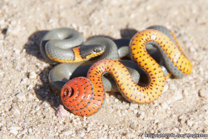 Regal Ring-necked Snake (Diadophis punctatus regalis)