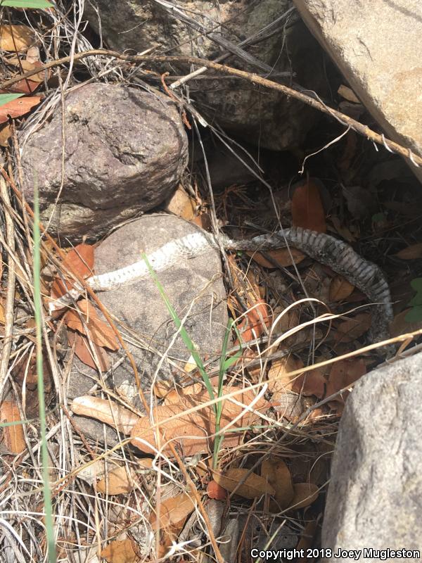 Banded Rock Rattlesnake (Crotalus lepidus klauberi)