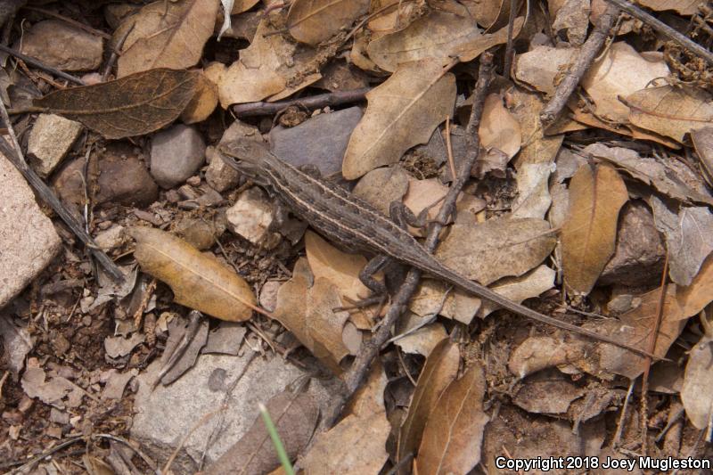 Slevin's Bunchgrass Lizard (Sceloporus slevini)