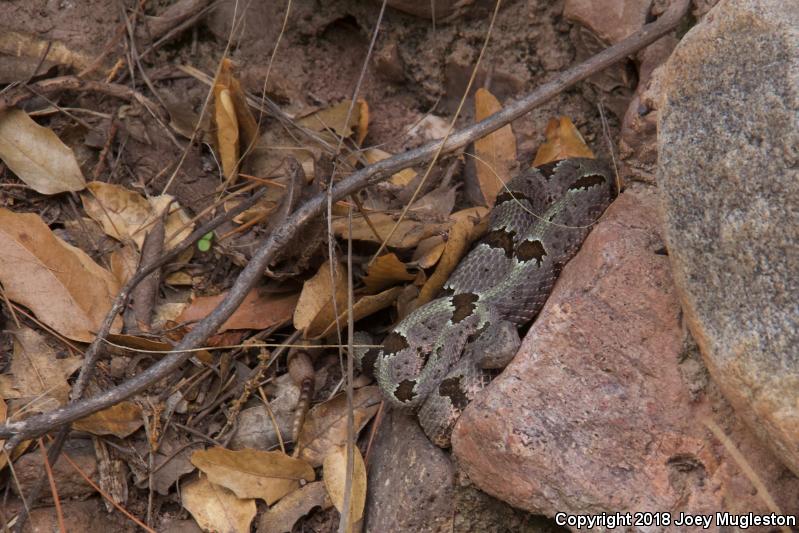 Banded Rock Rattlesnake (Crotalus lepidus klauberi)