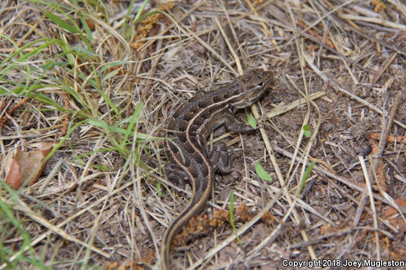 Slevin's Bunchgrass Lizard (Sceloporus slevini)