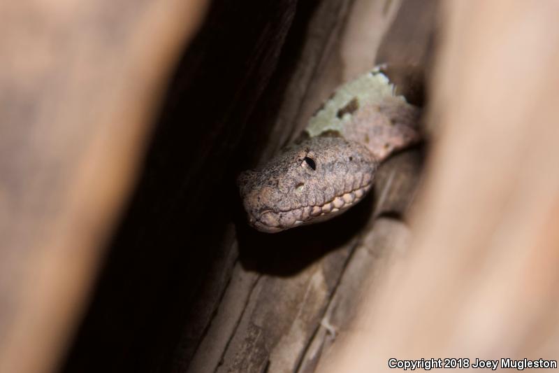 Banded Rock Rattlesnake (Crotalus lepidus klauberi)