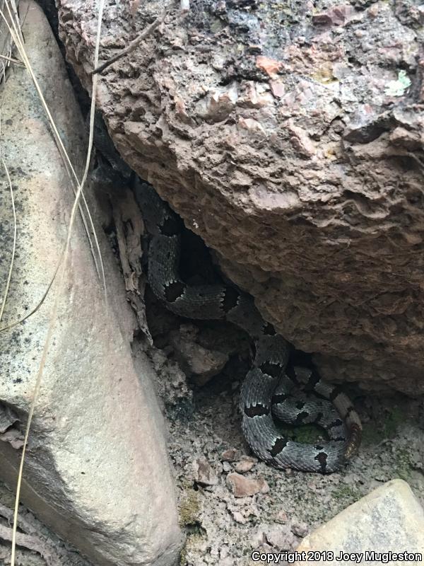 Banded Rock Rattlesnake (Crotalus lepidus klauberi)