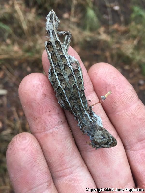 Slevin's Bunchgrass Lizard (Sceloporus slevini)