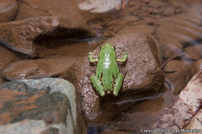 Arizona Treefrog (Hyla wrightorum)