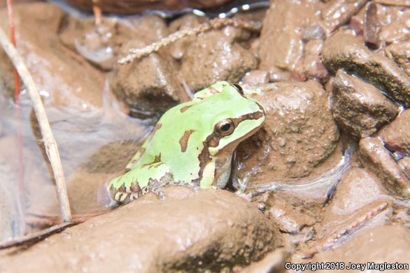 Arizona Treefrog (Hyla wrightorum)