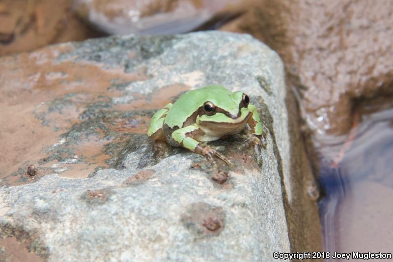 Arizona Treefrog (Hyla wrightorum)