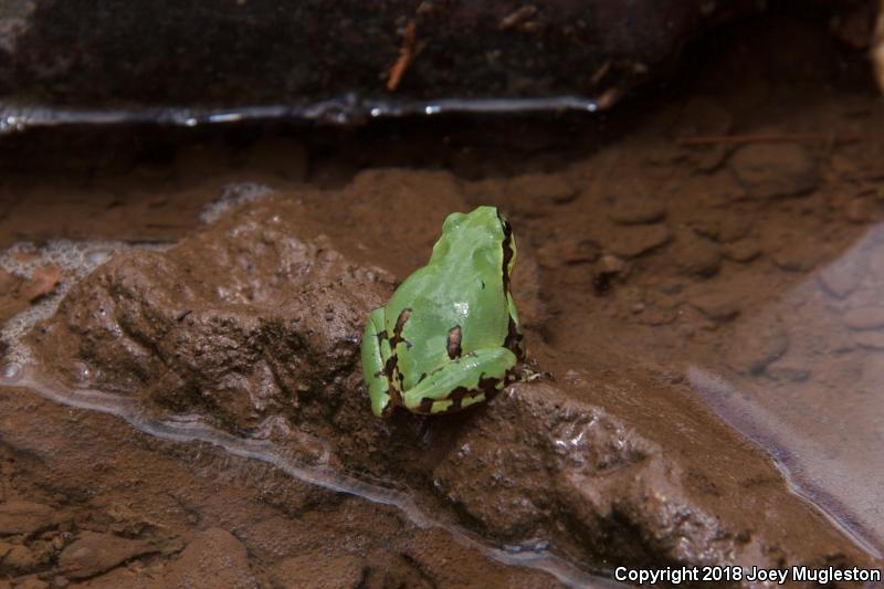 Arizona Treefrog (Hyla wrightorum)