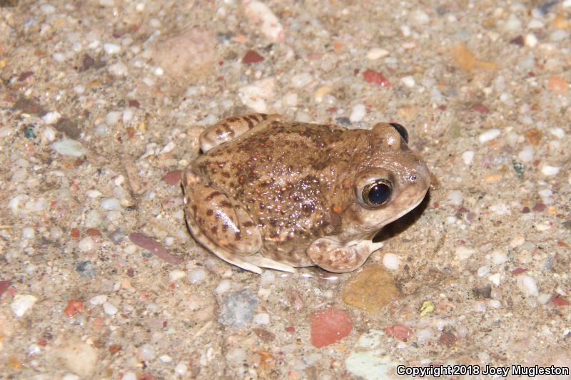 Chihuahuan Desert Spadefoot (Spea multiplicata stagnalis)