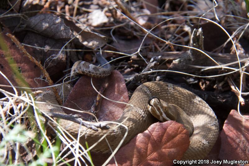 Arizona Ridge-nosed Rattlesnake (Crotalus willardi willardi)