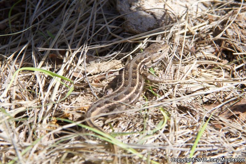 Slevin's Bunchgrass Lizard (Sceloporus slevini)