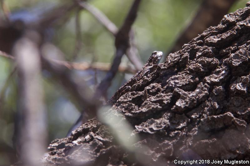 Schott's Tree Lizard (Urosaurus ornatus schottii)