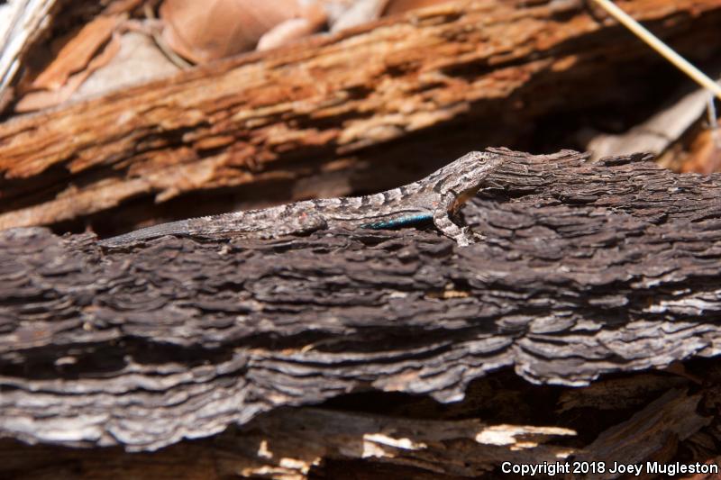 Schott's Tree Lizard (Urosaurus ornatus schottii)