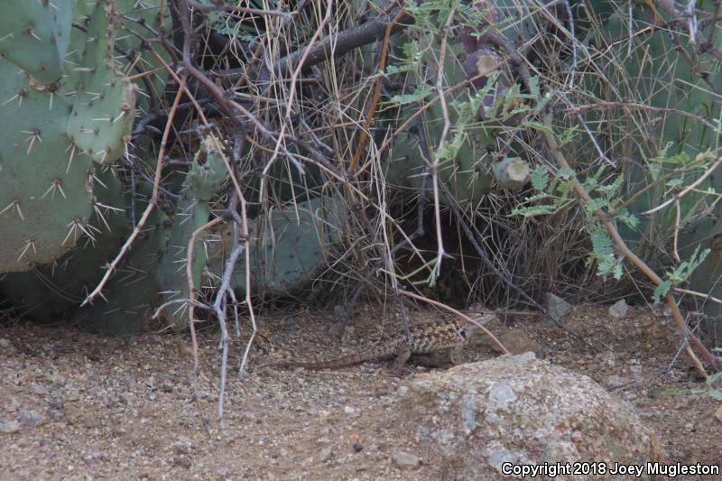 Purple-backed Spiny Lizard (Sceloporus magister magister)