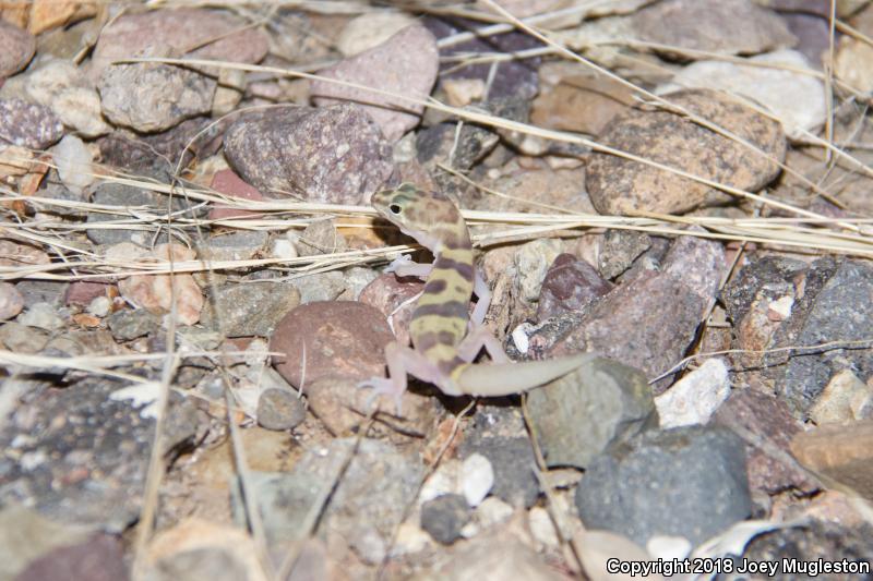 Tucson Banded Gecko (Coleonyx variegatus bogerti)