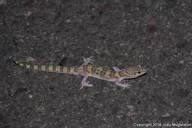 Tucson Banded Gecko (Coleonyx variegatus bogerti)