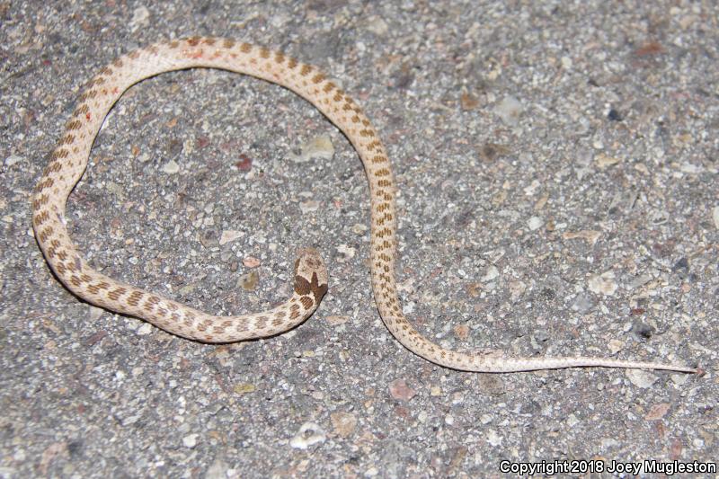 Sonoran Nightsnake (Hypsiglena chlorophaea chlorophaea)