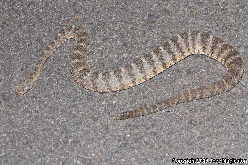 Tiger Rattlesnake (Crotalus tigris)